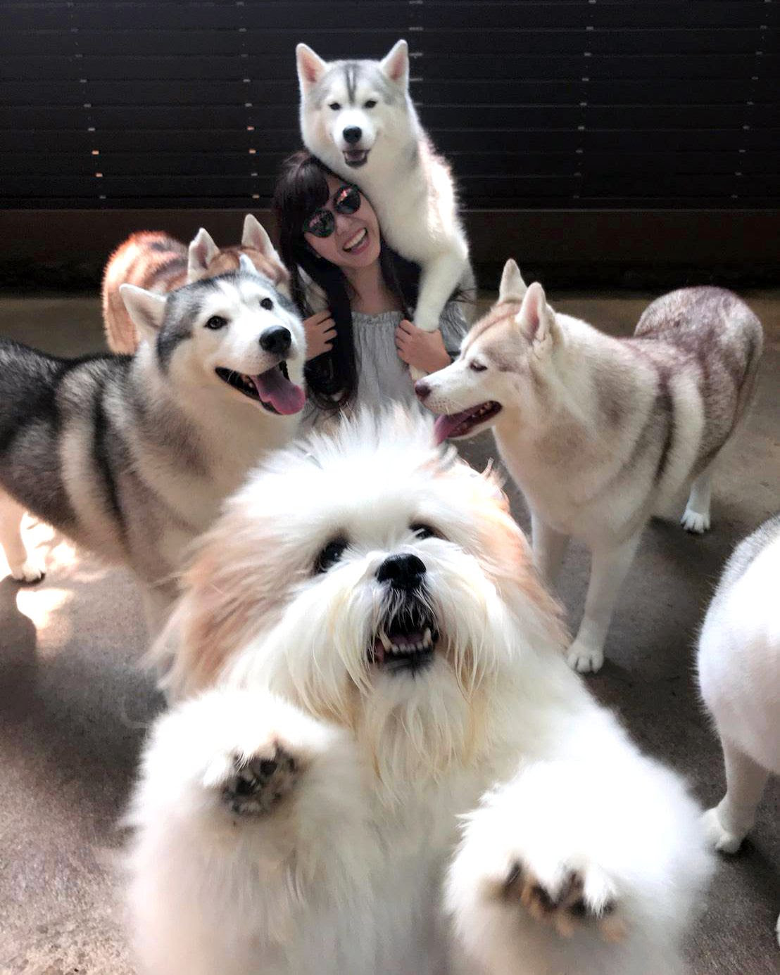 バンコクに犬カフェ Truelove Neverland は犬好き必見モフリ天国 タイ トラベルjp 旅行ガイド