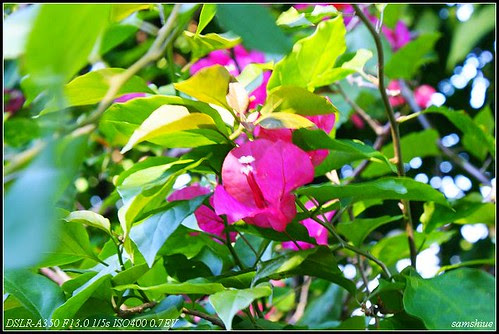 DSC07033_nEO_IMG