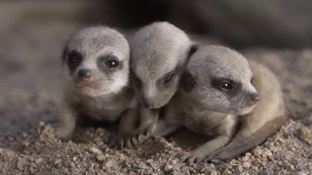 シンビオワイルドライフパークにて ミーアキャットの赤ちゃん生まれたよ マランダー