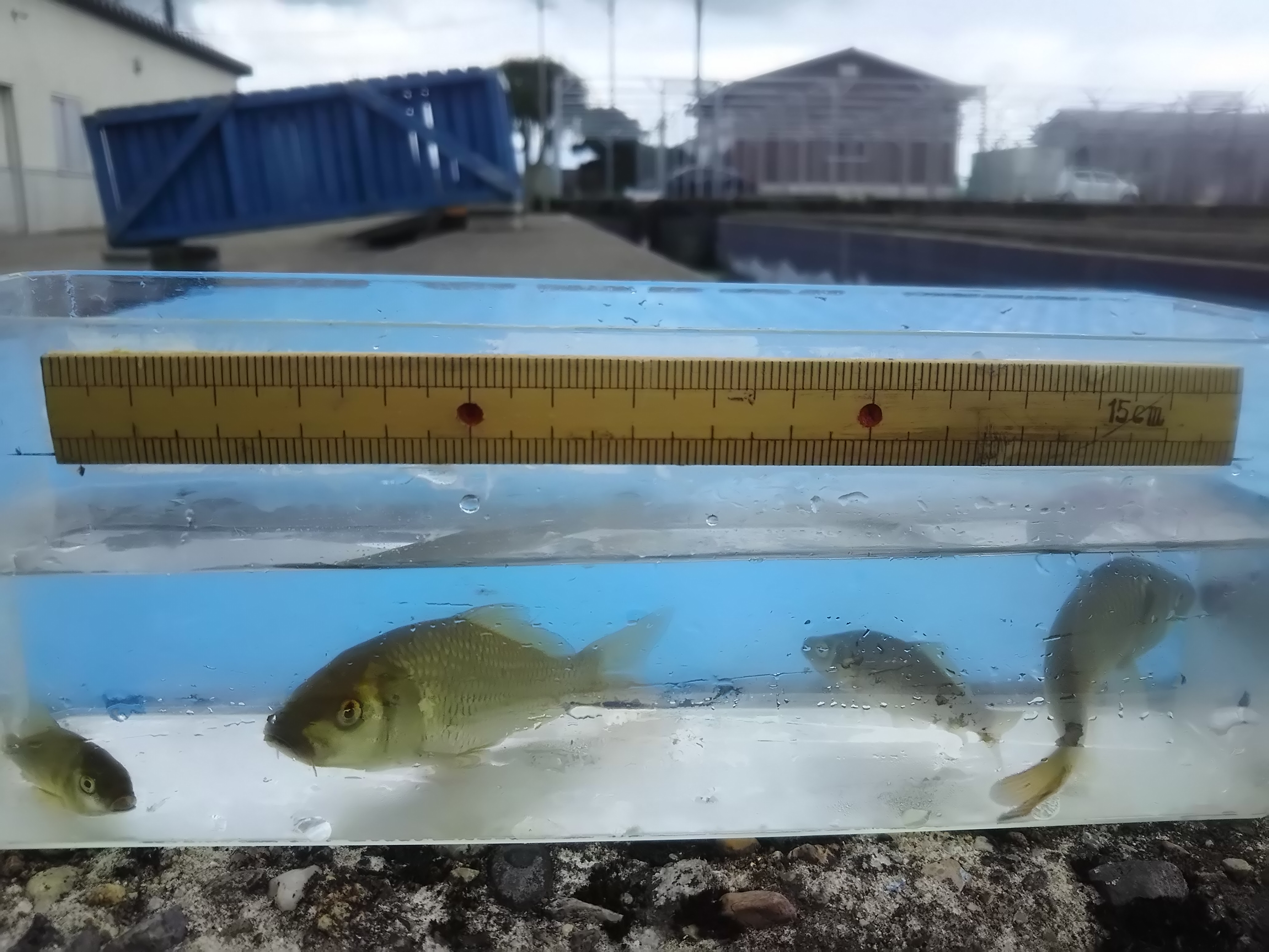 庄川漁連の近況情報