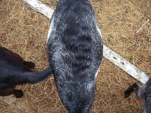Velvet, 2 1/2 months preg