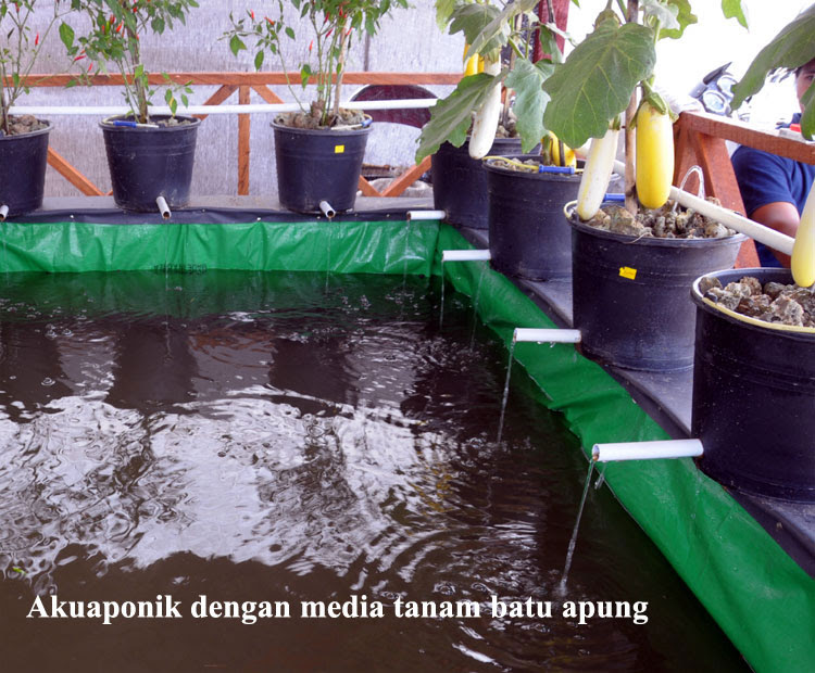 3 Media Tanam Akuaponik Pilihan Bebeja com