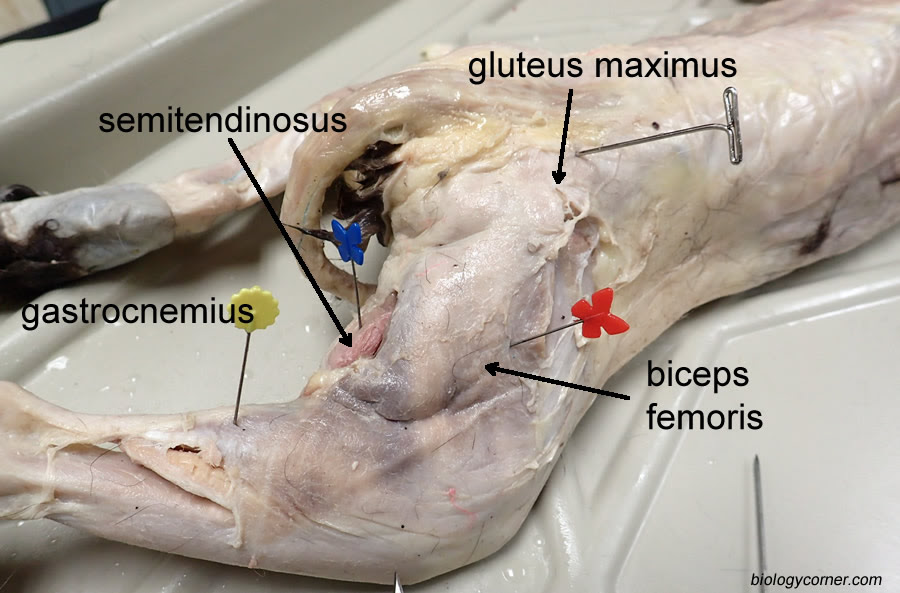 Muscles of the Cat