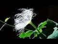 [ベスト] 烏瓜 花言葉 309478-烏瓜 花言葉
