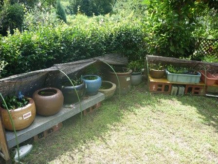 みの生き物係 Vol １ メダカの学校 美濃消防署 中濃消防組合