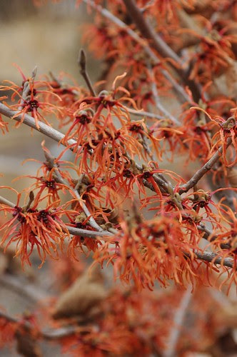 Witchhazel