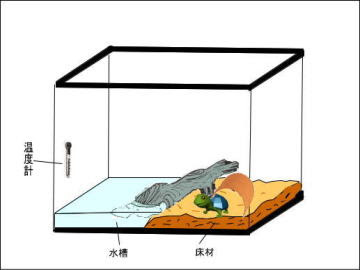カメの飼い方