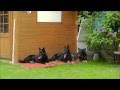 Deutscher Schäferhund Sprüche