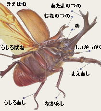 カブトムシ クワガタムシかんさつ