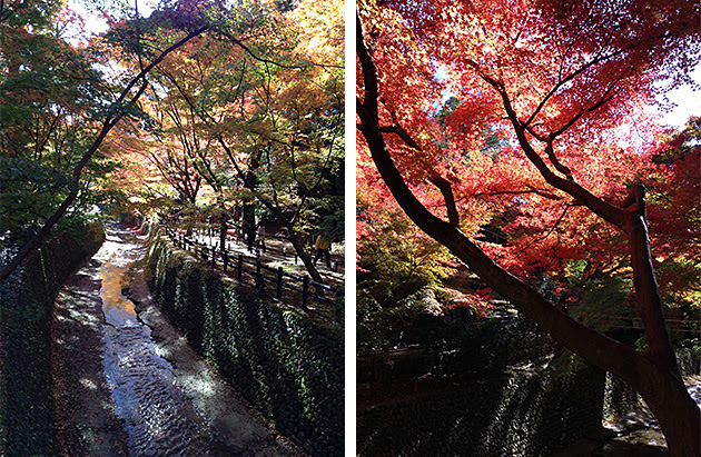 ちょうど見ごろでした 北野天満宮もみじ苑 御土居の紅葉 京都で暮らそう