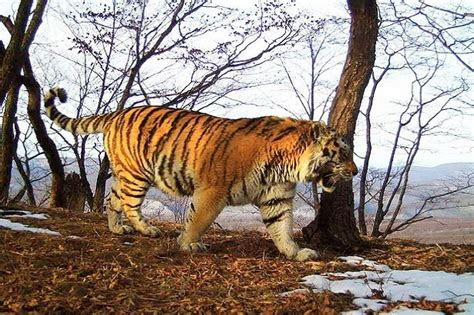 gambar hewan harimau jawa hd terbaik gambar hewan
