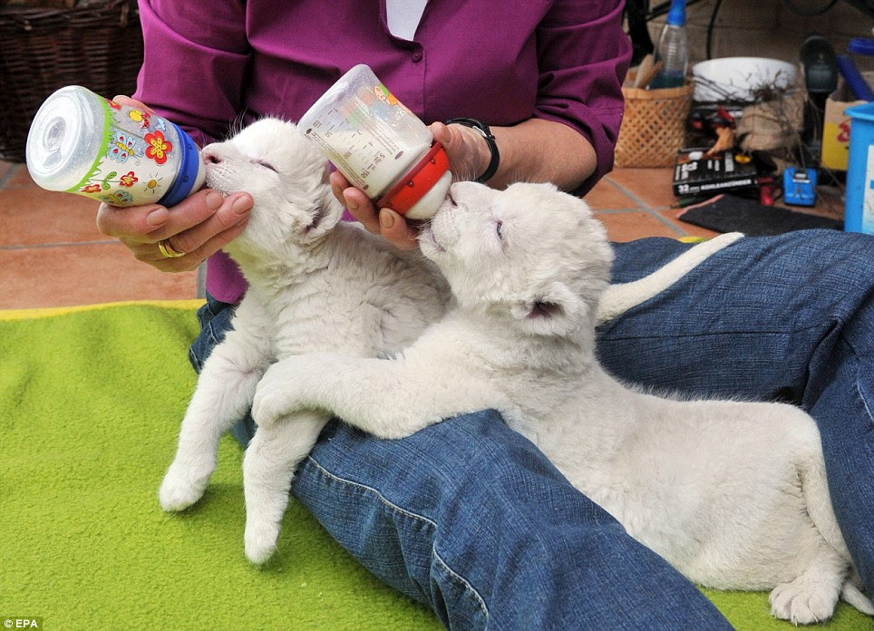 Please wait while images are being loaded.....by Wowmailz