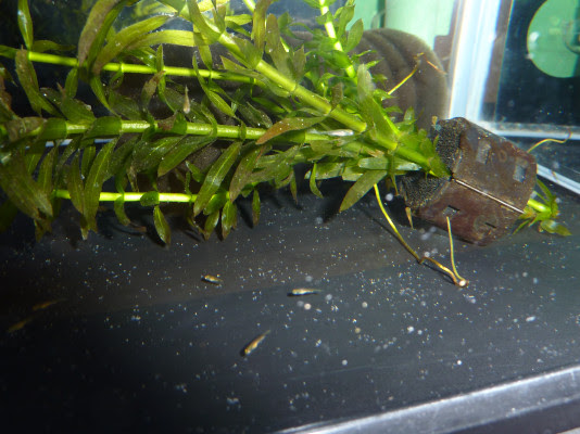 冷凍ベビーブラインシュリンプだけで稚魚は育つ ハムオのパキポディウム実生日記