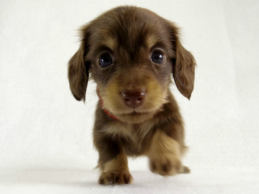 ソルトの子犬 チョコクリ女の子 ダックスフンド 子犬 ブリーダー フジアースフィールド ミニチュアダックス カニンヘン Mダックス 静岡県富士宮市
