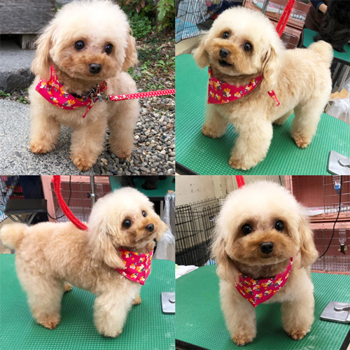 Aランク成犬 販売情報 ブリーダー直販 トイプードル子犬販売 ぱぴぷぺっと
