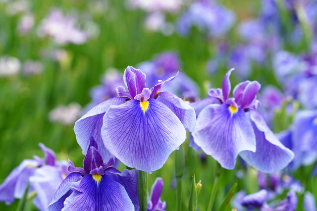 七十二候 菖蒲華 見ごろを迎える花菖蒲と紫陽花 日々の便り 二十四節気 七十二候 節供 年中行事 暮らし歳時記