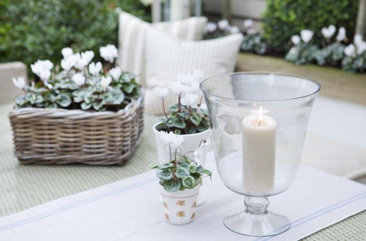 Leopoldina Haynes Garden: white cyclamins and storm lantern