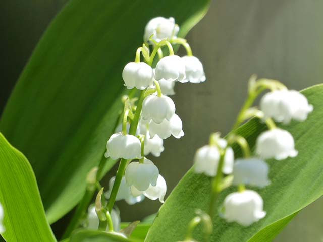 6月に咲く花ａ