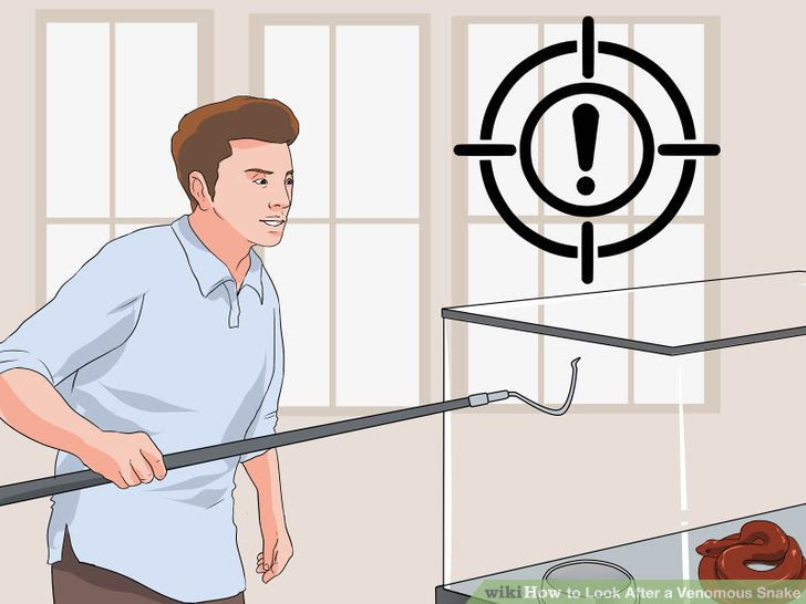 Look After a Venomous Snake Step 13.jpg