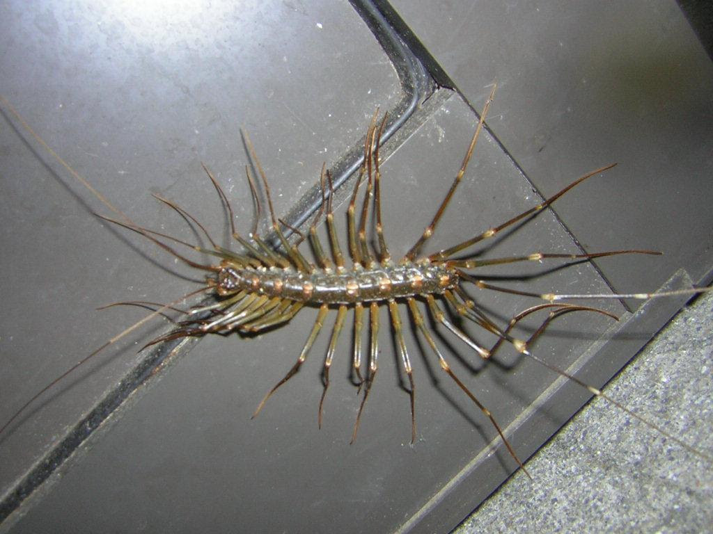 小さな同居人 変人かんなの女性化ブログ