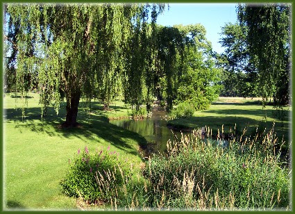 Donegal Creek Willows