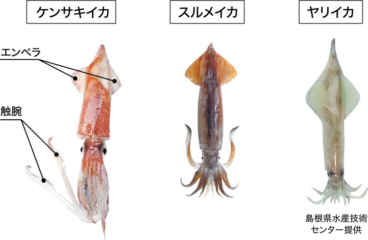 絶品 浜田のケンサキイカ その美味しさの秘密 はまナビ 浜田市観光協会公式サイト