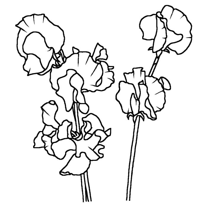 スイートピー1 1 春の花 花イラスト お花と季節のお礼状