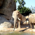 Fotos de Bioparc Valencia, elefante