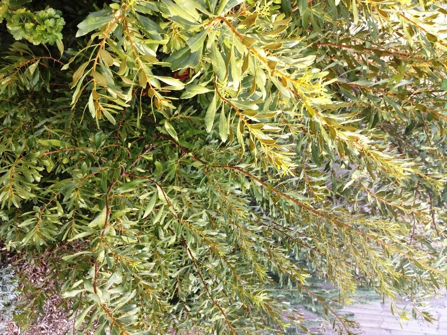 The best screening shrubs for Houston