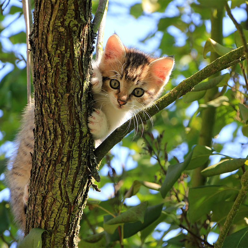 猫が脱走する理由は すぐにやるべき脱走猫の探し方 捕獲方法のコツ 猫の総合情報サイト ペットスマイルニュースforネコちゃん