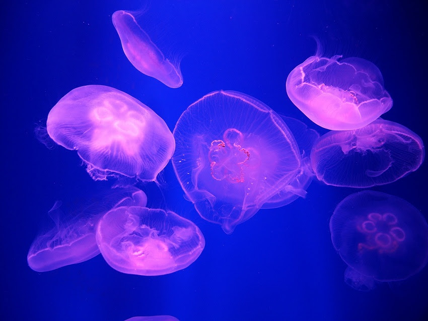 Moon Jellyfish Facts, Habitat, Diet, Life Cycle, Baby, Pictures
