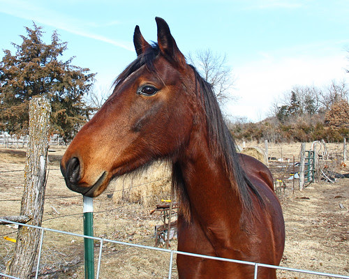 Pearl, realizing that she may be getting some carrots!