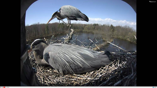 Great Blue Heron