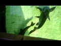 Very Large Paroon Sharks Feeding