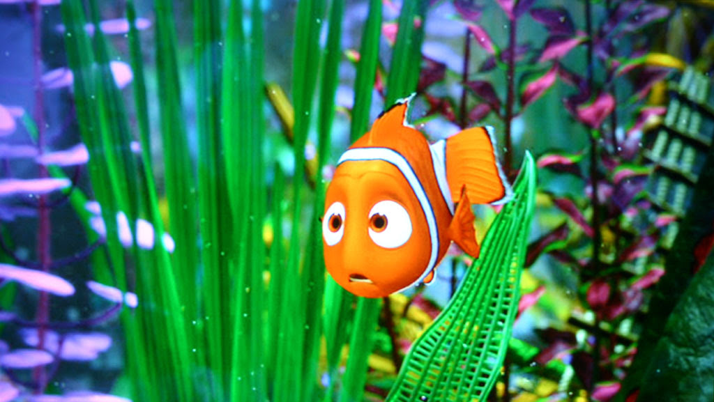 Nemo Nemo