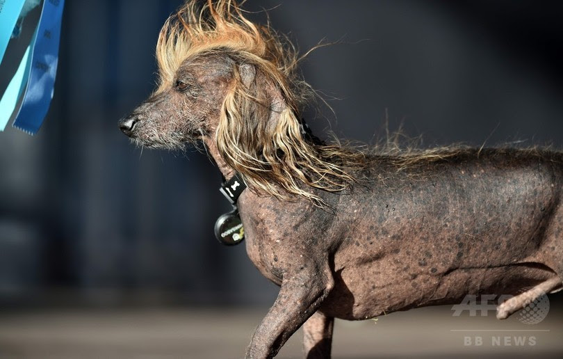 最も欲しかった チャイニーズ 犬 ブサイク かわいい犬のベストギャラリー