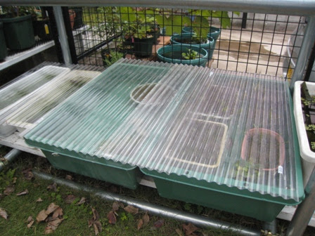 メダカの越冬準備とアロエベラ メダカでビオトープ