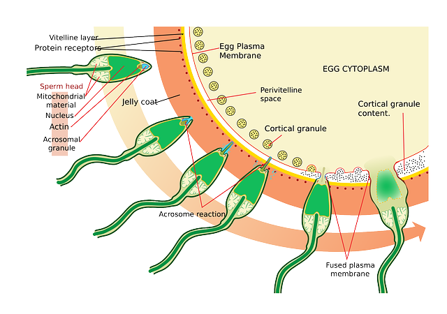 Difference Between White And Clear Sperm Difference Between
