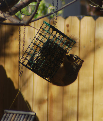 Squirrel4