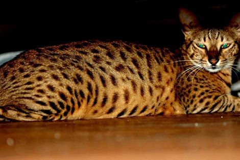 Passion Savannah Cat S Pride Saular Odcn