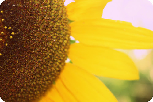 Sunflower from our garden