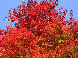 １０月２５日の誕生花 カエデ フウセントウワタ 花言葉 趣味悠々 家庭菜園