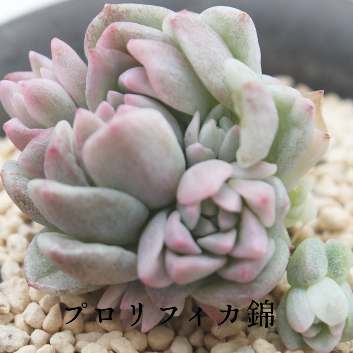 プロリフィカ錦 多肉植物プロリフィカ錦紅葉 プロリフィカ錦殖やし方 プロリフィカ錦育て方 プロリフィカ錦格安通販 プロリフィカ錦の通販 プロリフィカ 錦激安通販 エケベリア属 エケベリアの通販 Echeveria Prolifica F Variegata 多肉永遠 たにくとはcuctus And