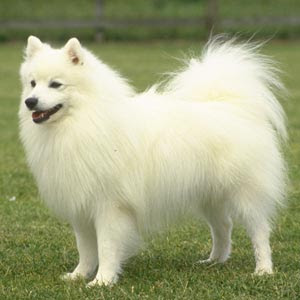 Perros Spitz