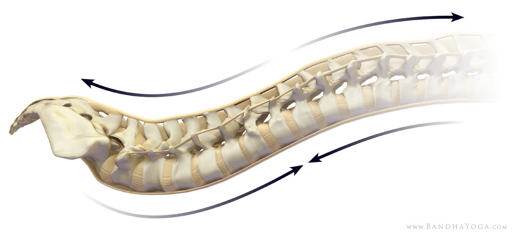 spine tension and compression