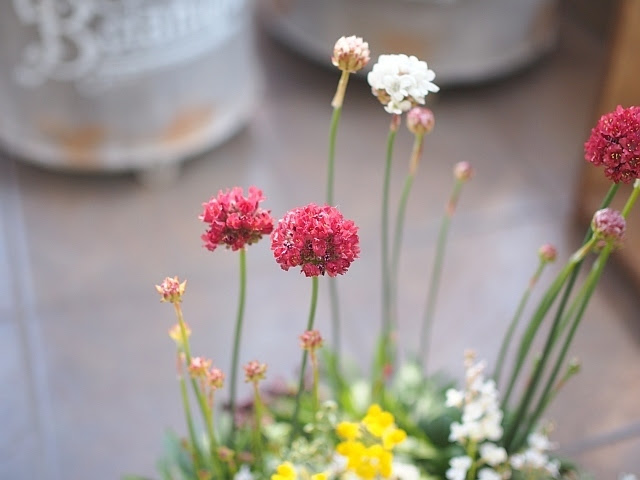 アルメリア バレリーナと春のお花たちの寄せ植え 沼ノ上農園の花日記