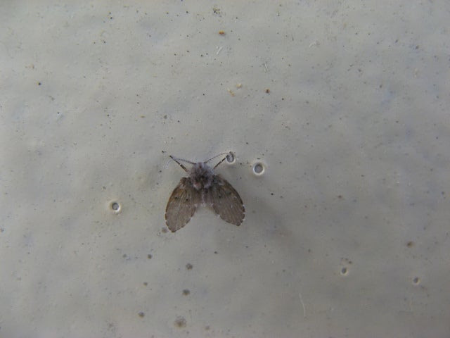 How to Get Rid of Drain Flies