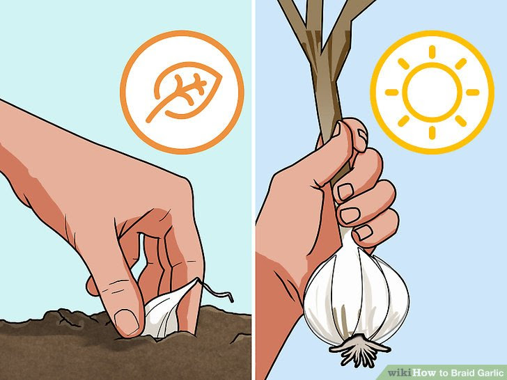 Braid Garlic Step 12 Version 2.jpg