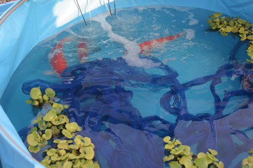 チャレンジ錦鯉稚魚飼育05 錦鯉飼育サイト コイパーク Koipark