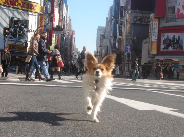 鳥の骨は加熱したものが愛犬に最良の食材 偽装だらけの犬の世界９ 愛犬問題 犬の身になって考えてみよう 楽天ブログ
